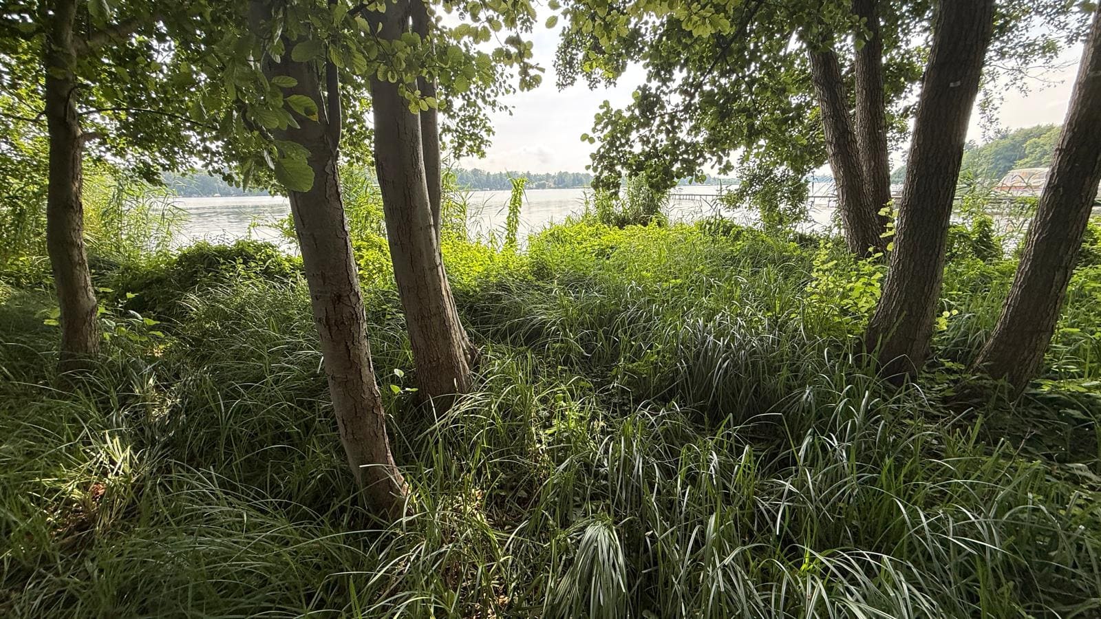 Naturbelassenes Gras unter Bäumen am Seeufer — Grundstück Kablow Brandenburg
