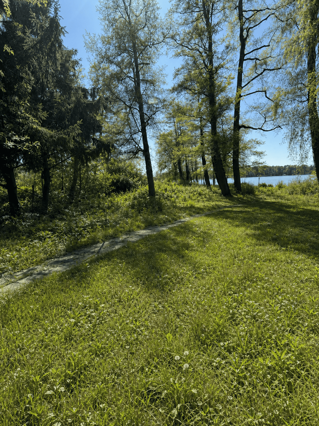 Naturbelassener Weg durch Wildwiese am Seeufer