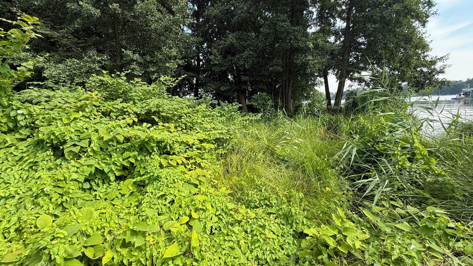 Naturbelassenes Seeufer mit Schilf und Sträuchern — Grundstück Kablow